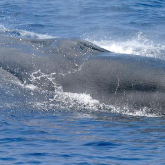 A 2021 article in Marine Mammal Science indicates that the whale previously known as the Bryde’s (pronounced “broodus”) whale is actually a new whale species living in the Gulf of Mexico. The new species is now called the Rice's whale. 