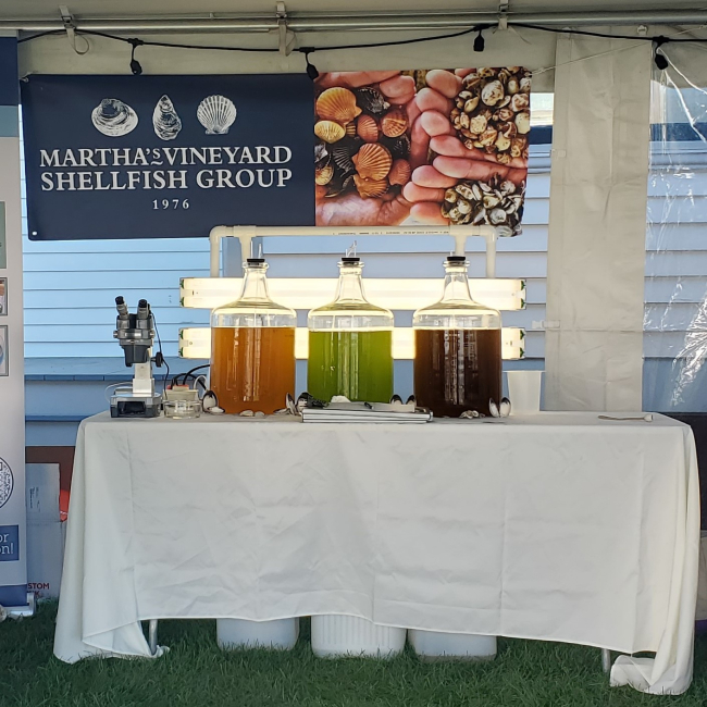 A banner in an outside event tent reads “Martha’s Vineyard Shellfish Group 1976” with a photo of scallops, mussels, and clams. Underneath the banner is a table with a microscope set up for samples from three large glass jars of liquid containing microalgae: one orange, one green, and one brown.