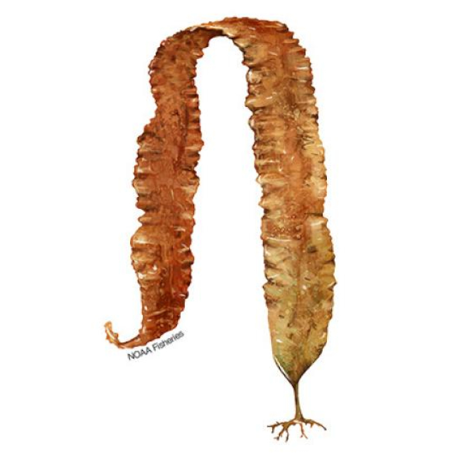 Illustration of sugar kelp.