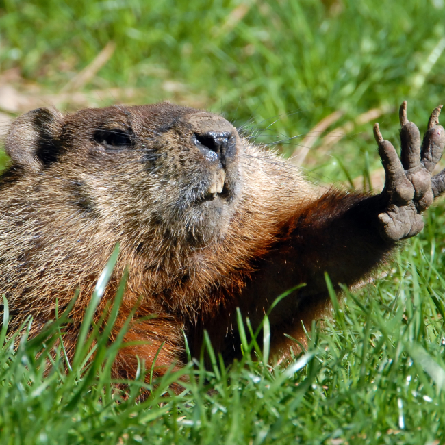 A groundhog raises its paw and squints its eyes in the bright sunlight.
