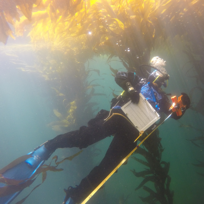 A view of Audrey scuba diving. She is swimming up and away form the camera while holding transect tape. Rays of light shine down into the water and highlight the kelp Audrey is swimming among.