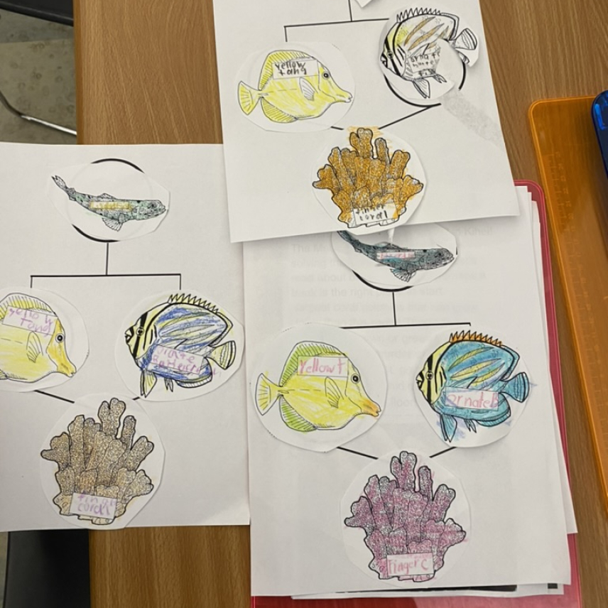 A piece of paper with a food web on it where someone has glued on hand-colored fish illustrations.