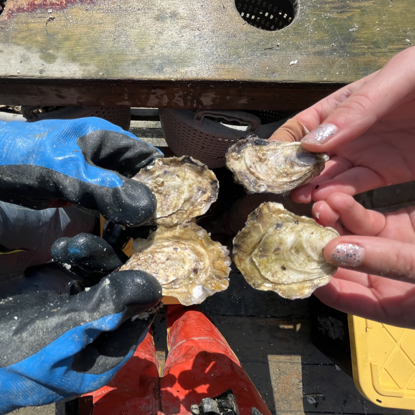 A top-down view of two pairs of hands. Each hand holds an oyster.