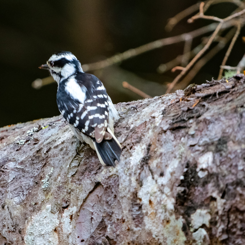 A close-up photo of a downy woodpecker on a tree.