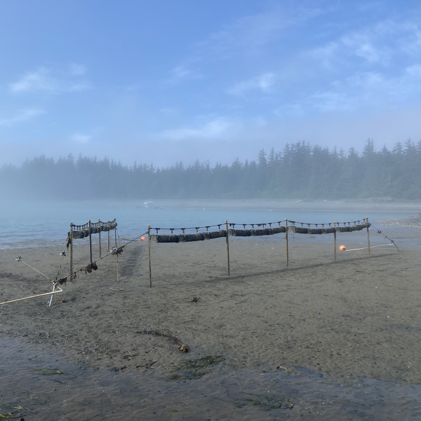 On a misty morning, elevated lines of oyster cages hang from poles that are staked in a wet, sandy shore.