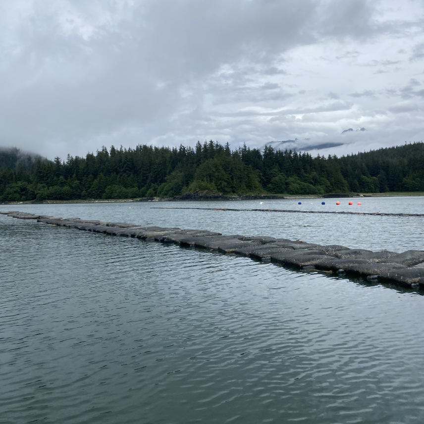 Not far from a forested shoreline, mesh oyster bags float in a line at the surface of the water.