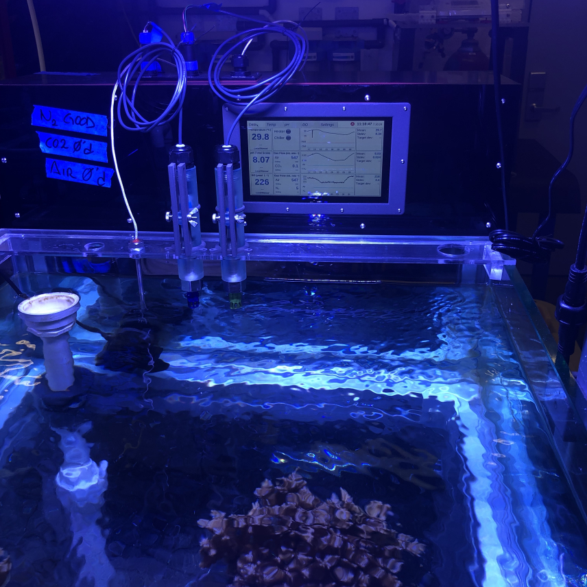 A tank with coral viewed from above and lit by blue light. Instruments displaying current measurement data are attached to the side of the tank.