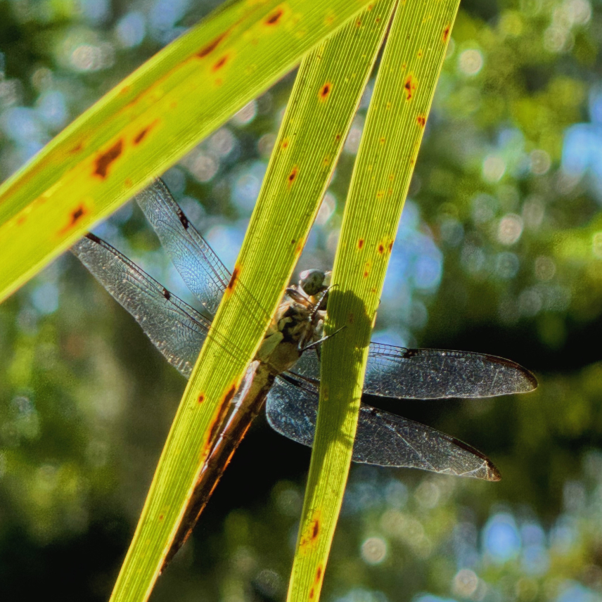 A dragonfly rests on a blade of grass.