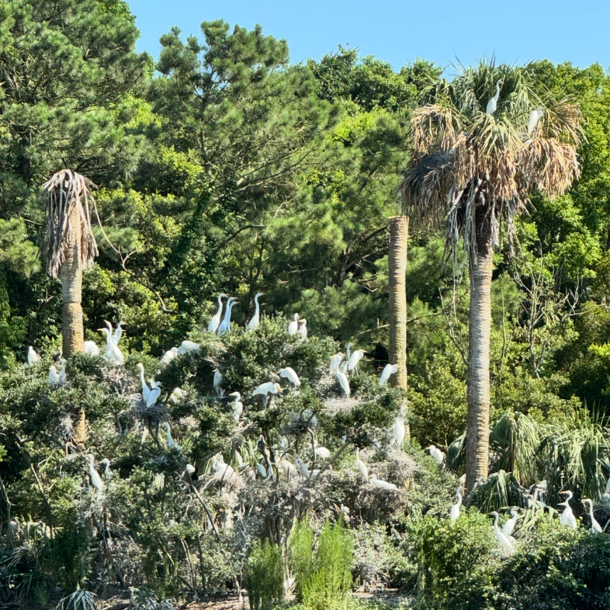 Dozens of egrets perch together in shrubs and trees along a forested shoreline.