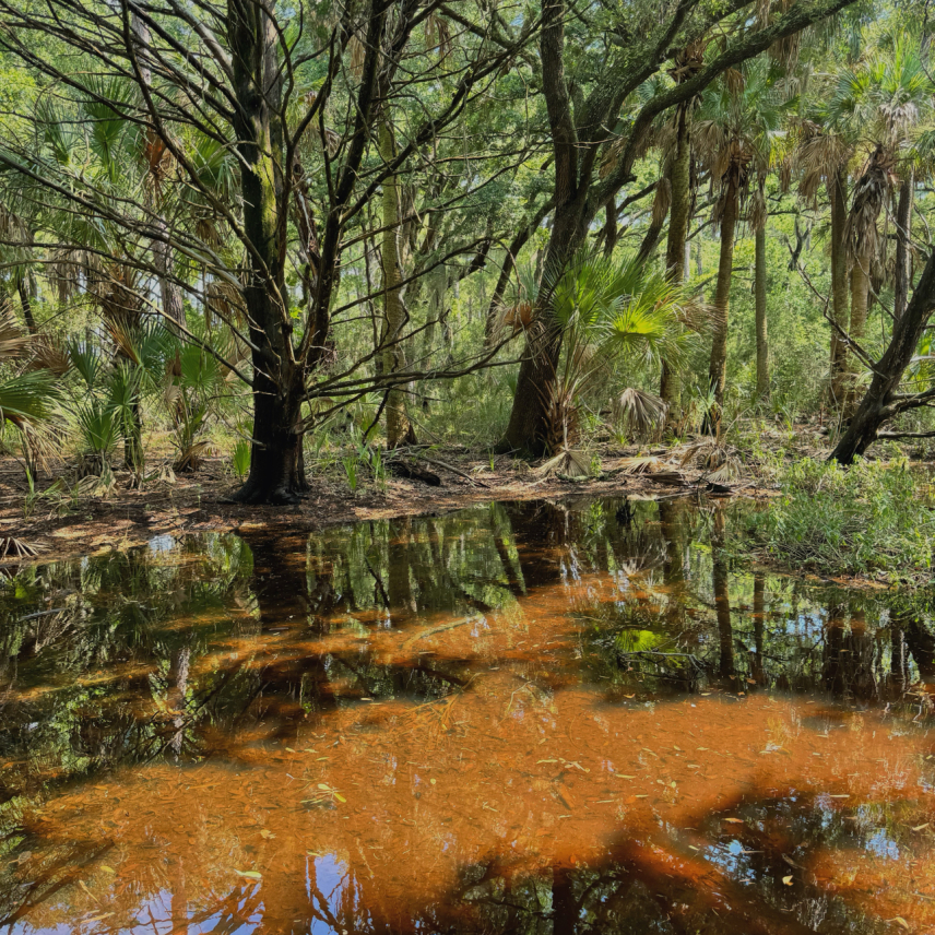 Forest vegetation lines a sun-dappled wetland. The water is shallow enough that the forest floor is visible underneath.