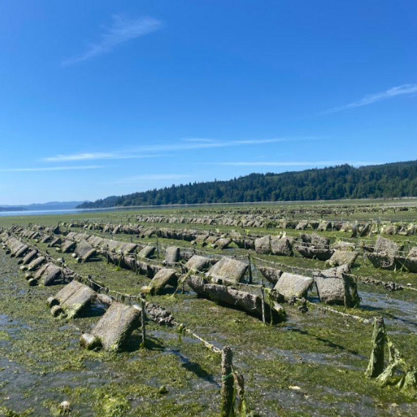 Many parallel rows of oyster bags in the intertidal zone while the tide is out. Vegetation growth and mud partially cover the mesh bags and rope they hang from.